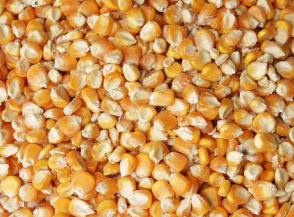 如何选择以及辨别优质的玉米？